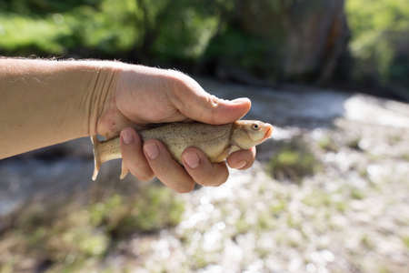 A fish in the hand of a fisherman in nature .の写真素材