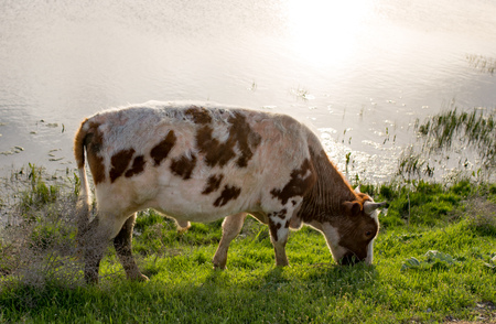A cow grazes on a green meadow near a lake .の写真素材