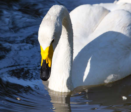 White swan on a pond in the park .の写真素材