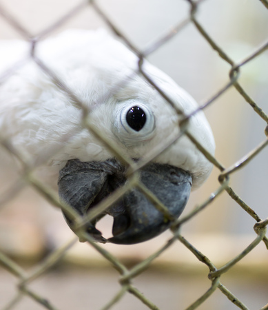 Portrait of a white parrot in a cage .の写真素材