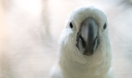Portrait of a white parrot in a zoo