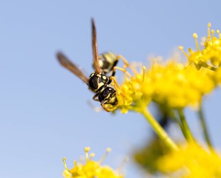 Wasp on yellow flower in nature. macroの写真素材