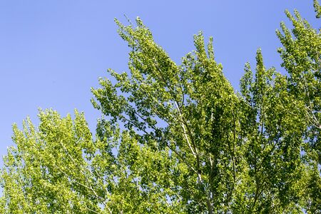 Tree with green leaves against the blue sky .