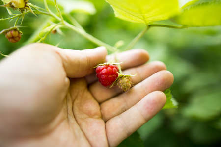 Juicy red berry raspberries in hand in the garden .