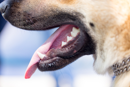The mouth of a dog with teeth and tongue .の写真素材