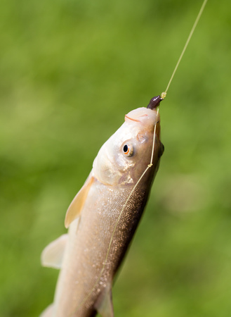 Fish caught on the hook in natureの写真素材
