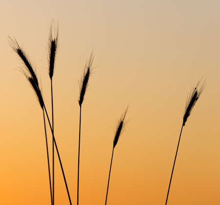 Ears of wheat on the background of a golden sunset .の写真素材