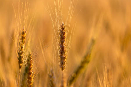 Ears of wheat on the background of a golden sunset .の写真素材