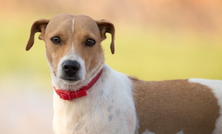 Portrait of a dog in the nature .の写真素材