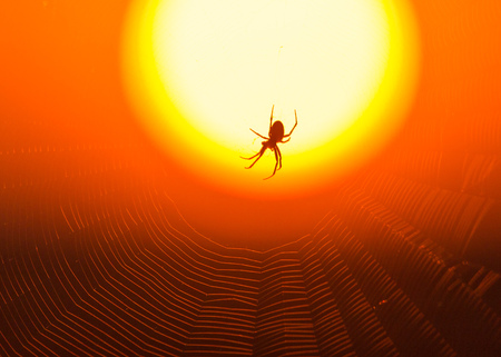 Spider on the background of a golden sunset .の写真素材