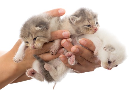 Three newborn kitten in a hand on a white background .の写真素材