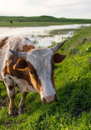 A cow grazes on a green meadow near a lake .の写真素材