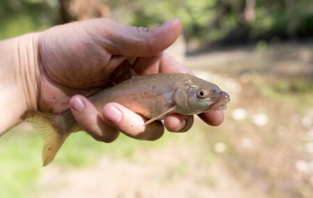 A fish in the hand of a fisherman in nature .