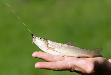 Fish caught on the hook in natureの写真素材