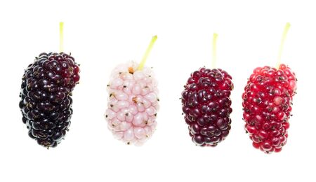 Mulberry berry on a white background. macroの写真素材