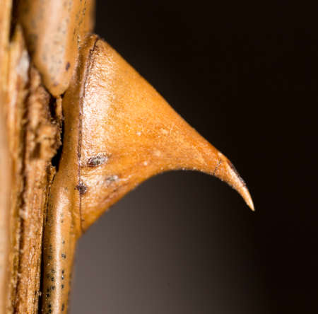 Spike on a branch of a rose. macro