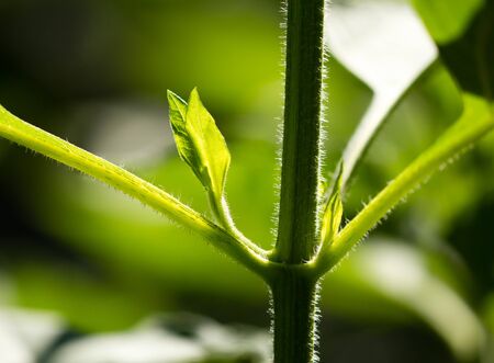 Green leaves on artichoke in the open air .