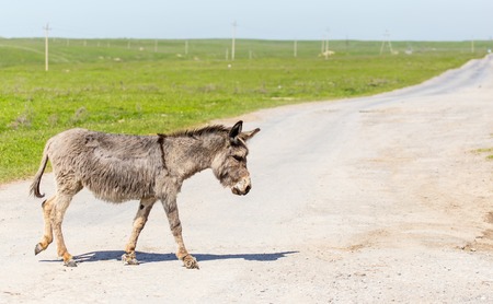 The donkey crosses the road in the villageの写真素材