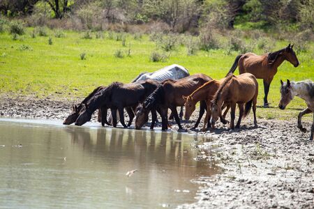 Horse on watering places on the lake .