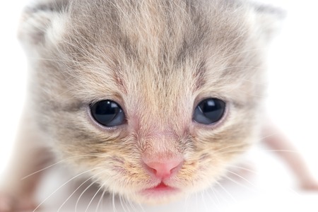 Portrait of a newborn kitten on a white backgroundの写真素材