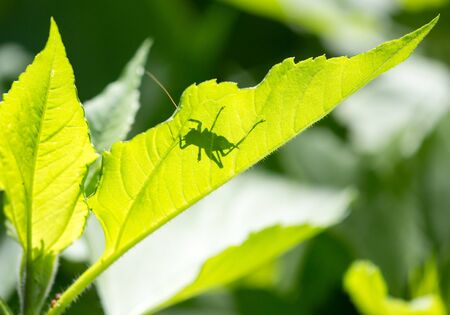 Grasshopper on a green leaf in the open air .の写真素材