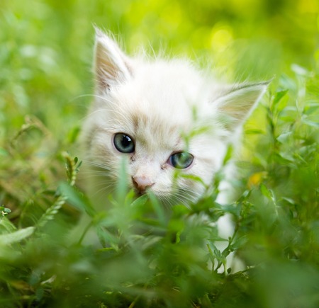 Little kitten in green grass in the park .の写真素材
