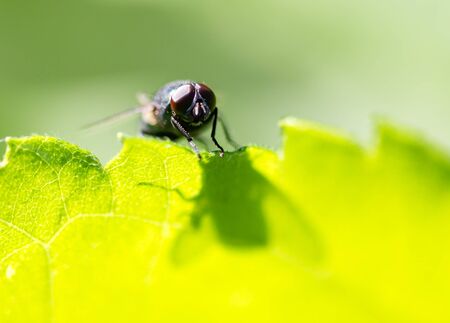 Fly on a green leaf in the open air .