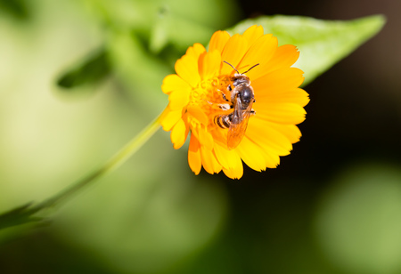 Bee on an orange flower in the nature .