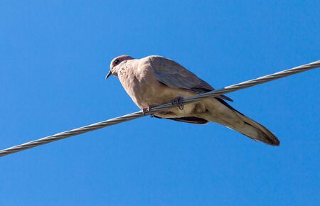 Dove on an electric wire on a blue sky background .の写真素材