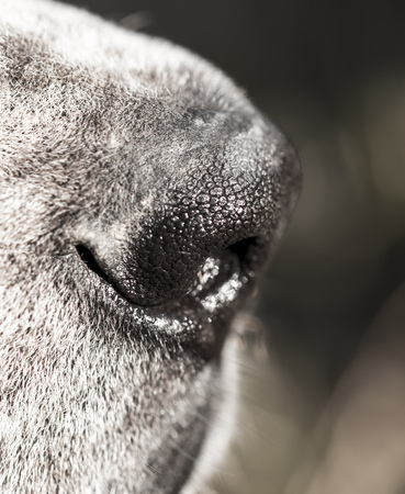 Black at the nose of a big dog. macroの写真素材
