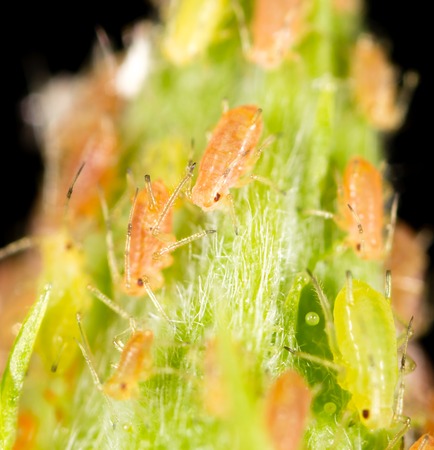 Aphids on a green leaf in nature. macroの写真素材