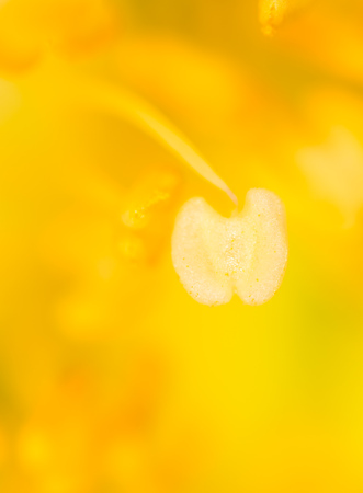 Yellow pollen on a flower in nature. macroの写真素材