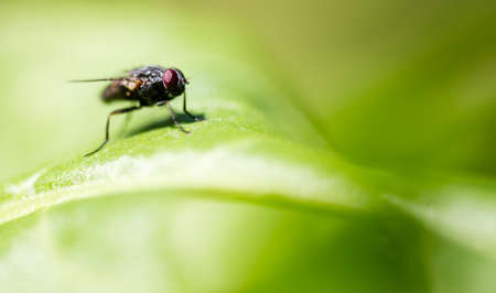 Fly on a green leaf in the open air .の写真素材