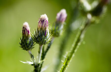 Purple flower on a prickly plant in natureの写真素材
