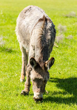 A donkey grazes pasture in a field with grass .の写真素材