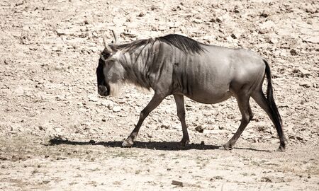 Antelope wildebeest in a deserted wildlife park