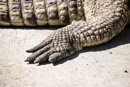 Foot of the crocodile in the zoo .の写真素材