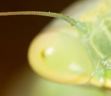 Portrait of a green mantis in nature .