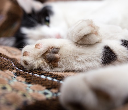 The cat is lying on the couch .の写真素材