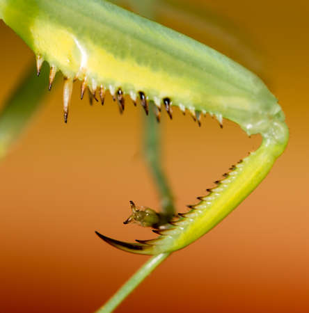 The paw of a green mantis in nature. macro