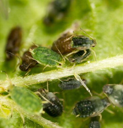 Aphids on a green leaf in nature. macro