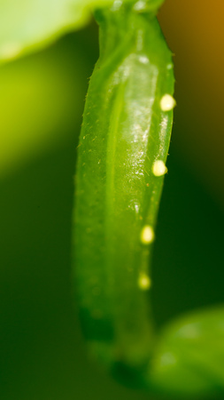 The paw of a green mantis in nature. macroの写真素材