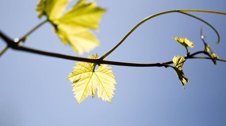 Mustache against grapes against the blue sky .