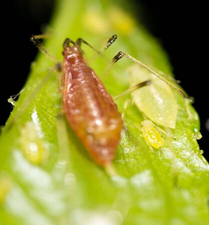 Aphids on a green leaf in nature. macro