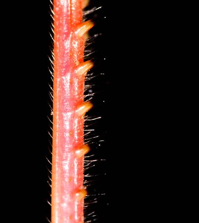 The grasshopper's paw on the nature. macroの写真素材