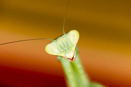 Portrait of a green mantis in nature .