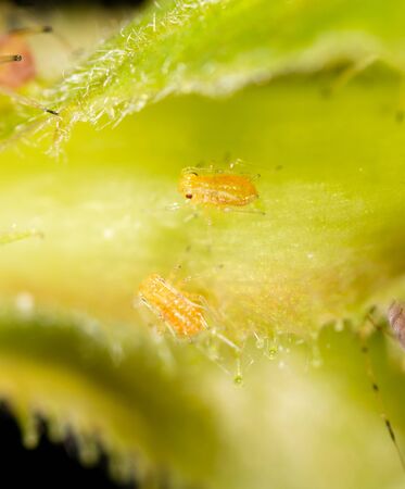Aphids on a green leaf in nature. macroの写真素材