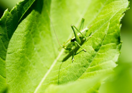 Grasshopper on a green leaf in the open air .の写真素材