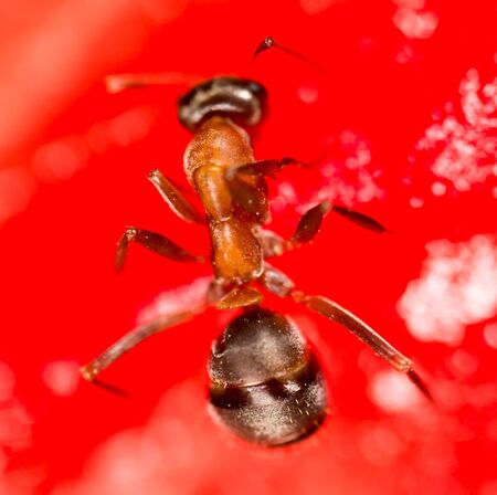 An ant on a red watermelon. macroの写真素材