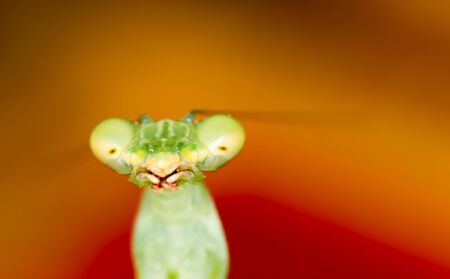 Portrait of a green mantis in nature .の写真素材
